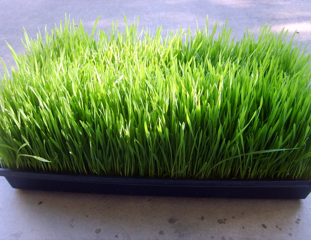 wheatgrass ne standus sąnarių maistas ligų sąnarių