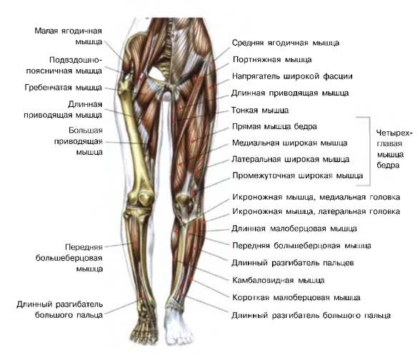 zozhe gydymas artrozė kojų nuolatinė nugaros skausmas ir sąnarių