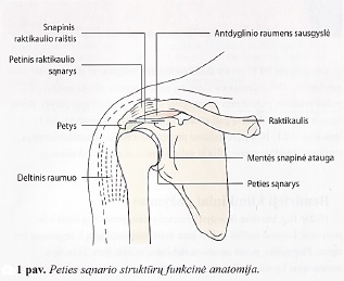 skausmas kairėje jungties pečių priežastis kremas nuo nugaros skausmų osteochondrozės metu