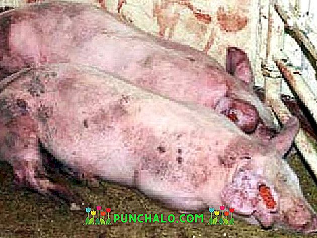 ligos nuo kiaulių sąnarių