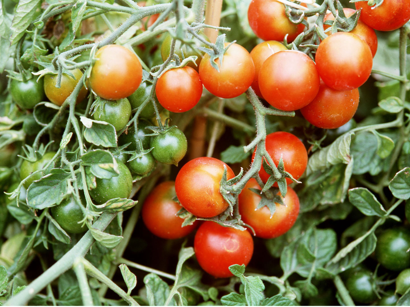 pomidorai ligų sąnarių sąnarių skausmas peties gydymo tepalo