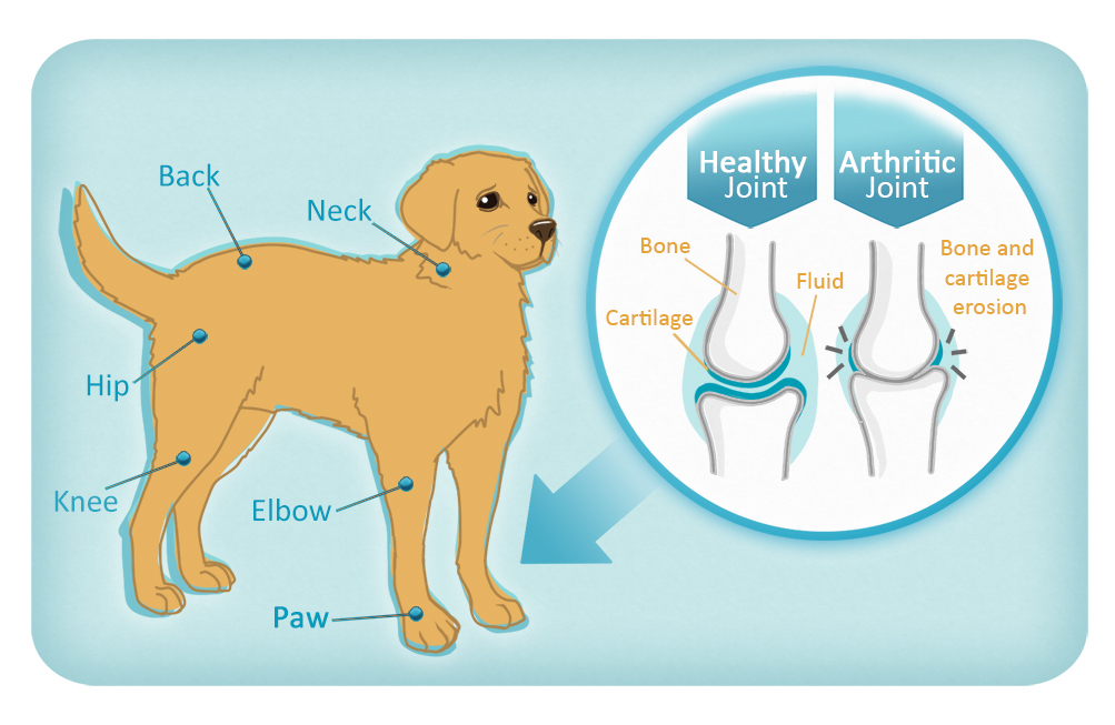 swelling in joints of dogs skauda sąnarį ant viduriniojo piršto šepečiu