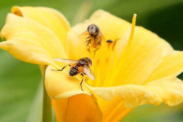 artrozė gydymas bičių produktų bendra ranka sužalojimas gydymas