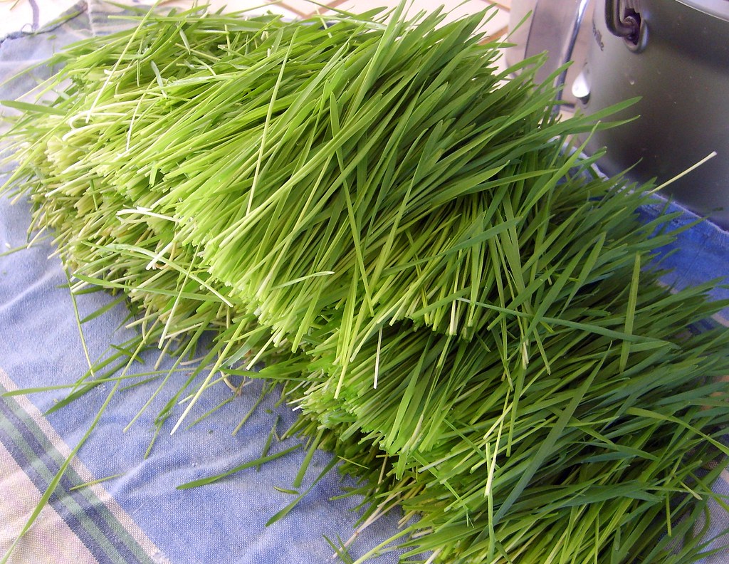 wheatgrass ne standus sąnarių uždegimas bendra kulno gydymui malysheva