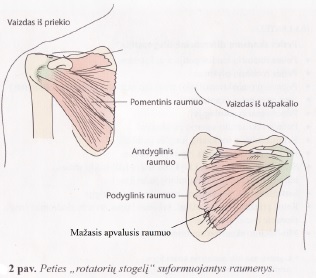 skausmas kairėje į peties sąnario priežasties skausmas alkūnės sąnario kai lankstant ir išplėtimas teptuku