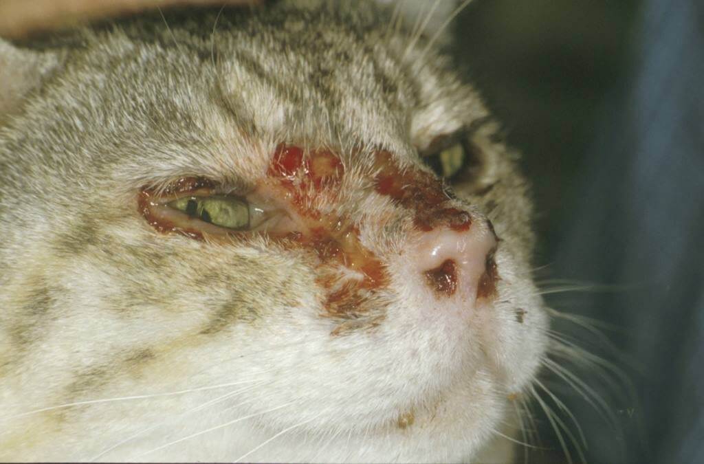 ligų kačiukams sąnarių nurofen skausmas nuo sąnarių