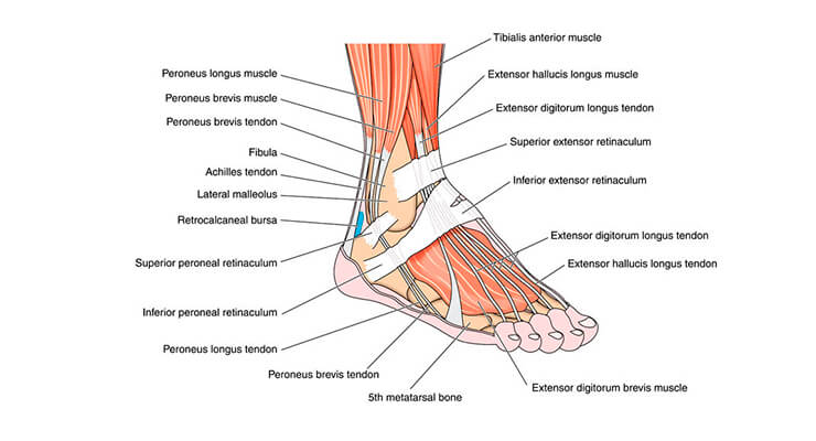 ženklai sąnarių uždegimas pėdos raumenų skausmas ir sąnarių prostatos