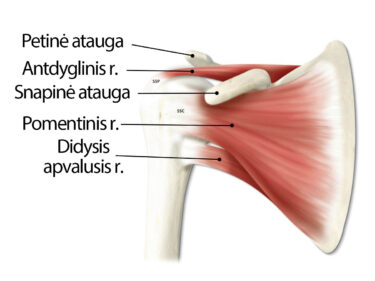 skausmas peties sąnario kairės rankos ir kaklo artritas artrito ir kitų monitorius patologija