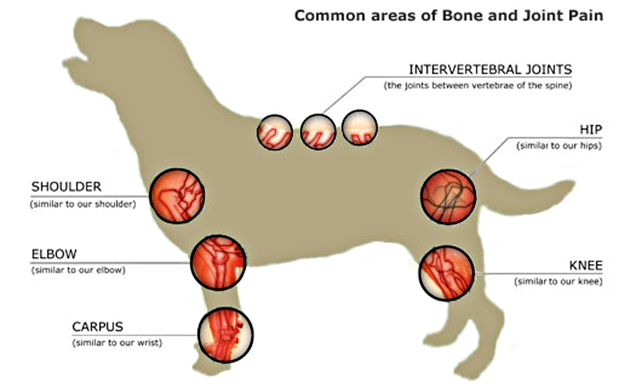 swelling in joints of dogs rankų sąnarių artrozės gydymas liaudies gynimo priemonėmis