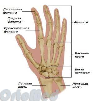 skausmas pirštų falangų sąnarių rankų artritas